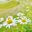 Margeriten auf der Seiser Alm