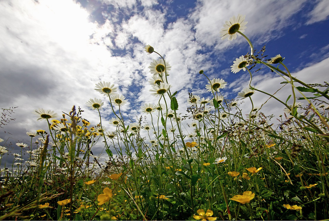 Margeriten aus der KäferSicht Foto & Bild landschaft, Äcker, felder