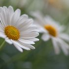 Margeriten aus meinem Garten:)