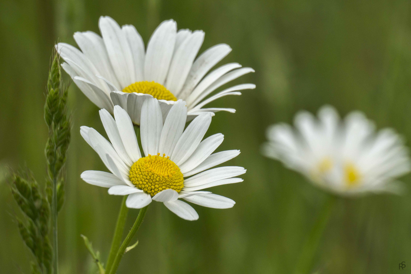 Margeriten