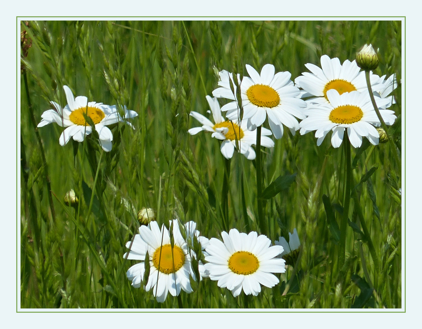 MARGERITEN Foto & Bild sylt, natur, pflanzen Bilder auf