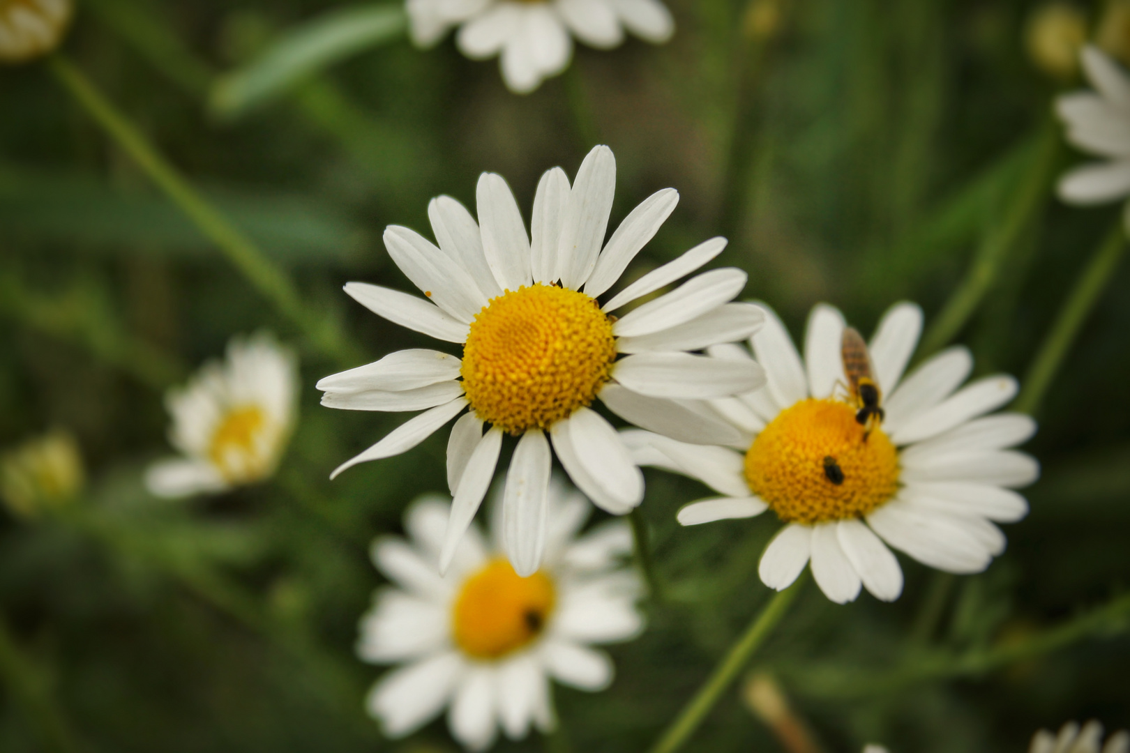 Margeriten 