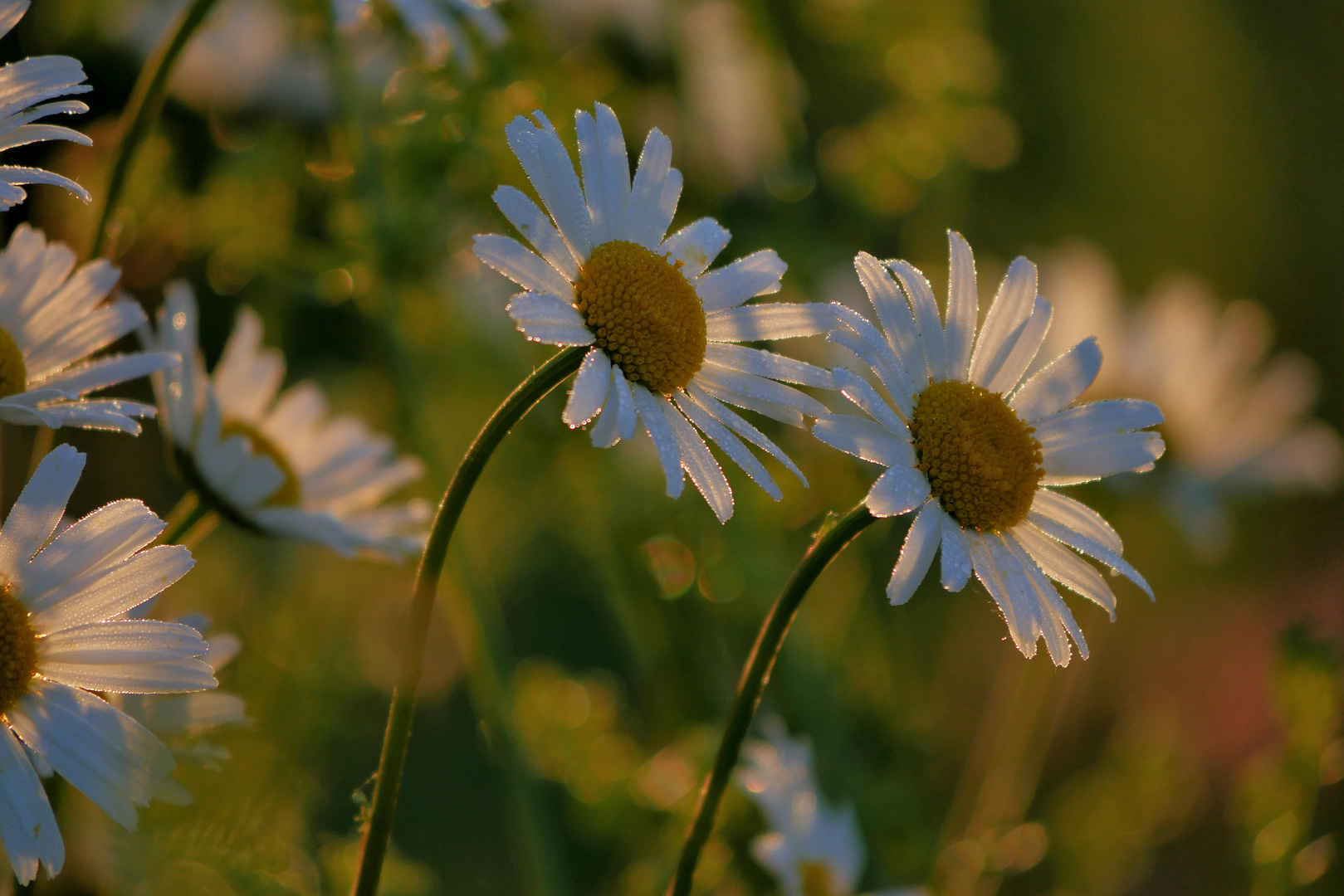 Margeriten