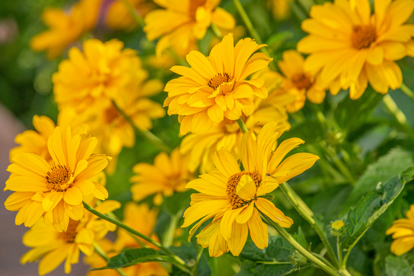 Margeriten Foto Bild Orange Natur Pflanzen Bilder Auf Fotocommunity