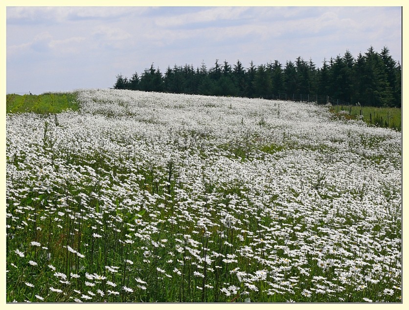 Margeriten bis zum Horizont