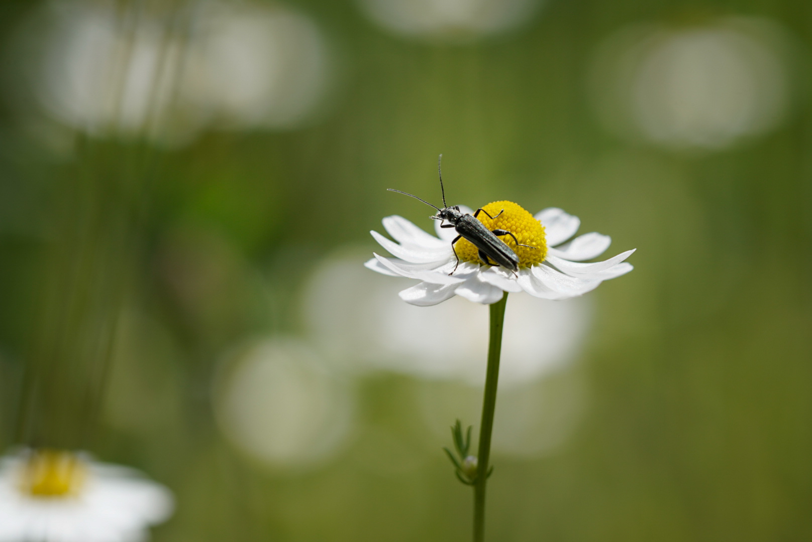 Margeriten Blüte mit Feinschmecker 