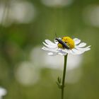 Margeriten Blüte mit Feinschmecker 