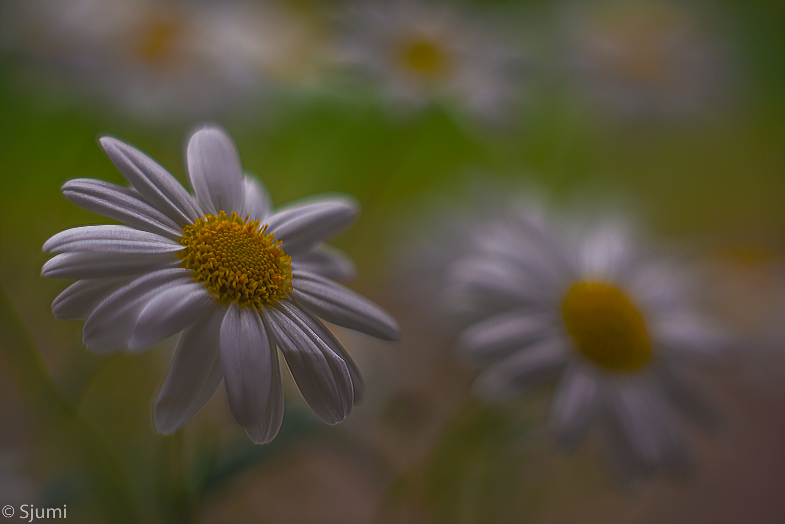 Margeriten Blütenzauber