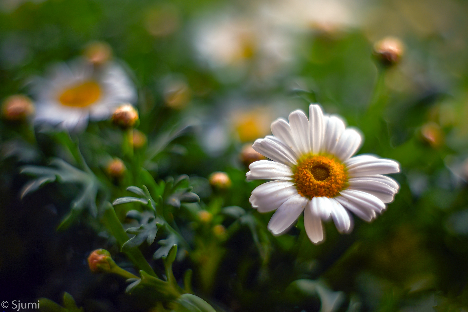 Margeriten Blütenzauber