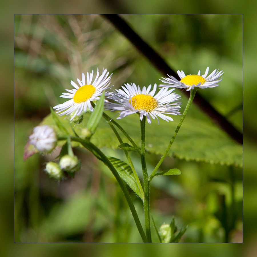 Margeriten