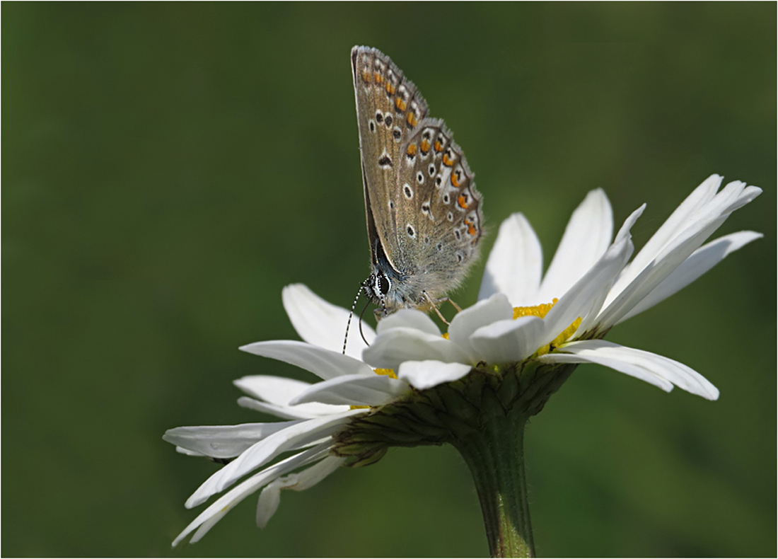  Margeriten...