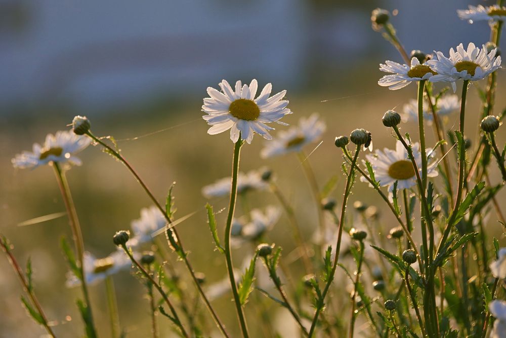 Margeriten