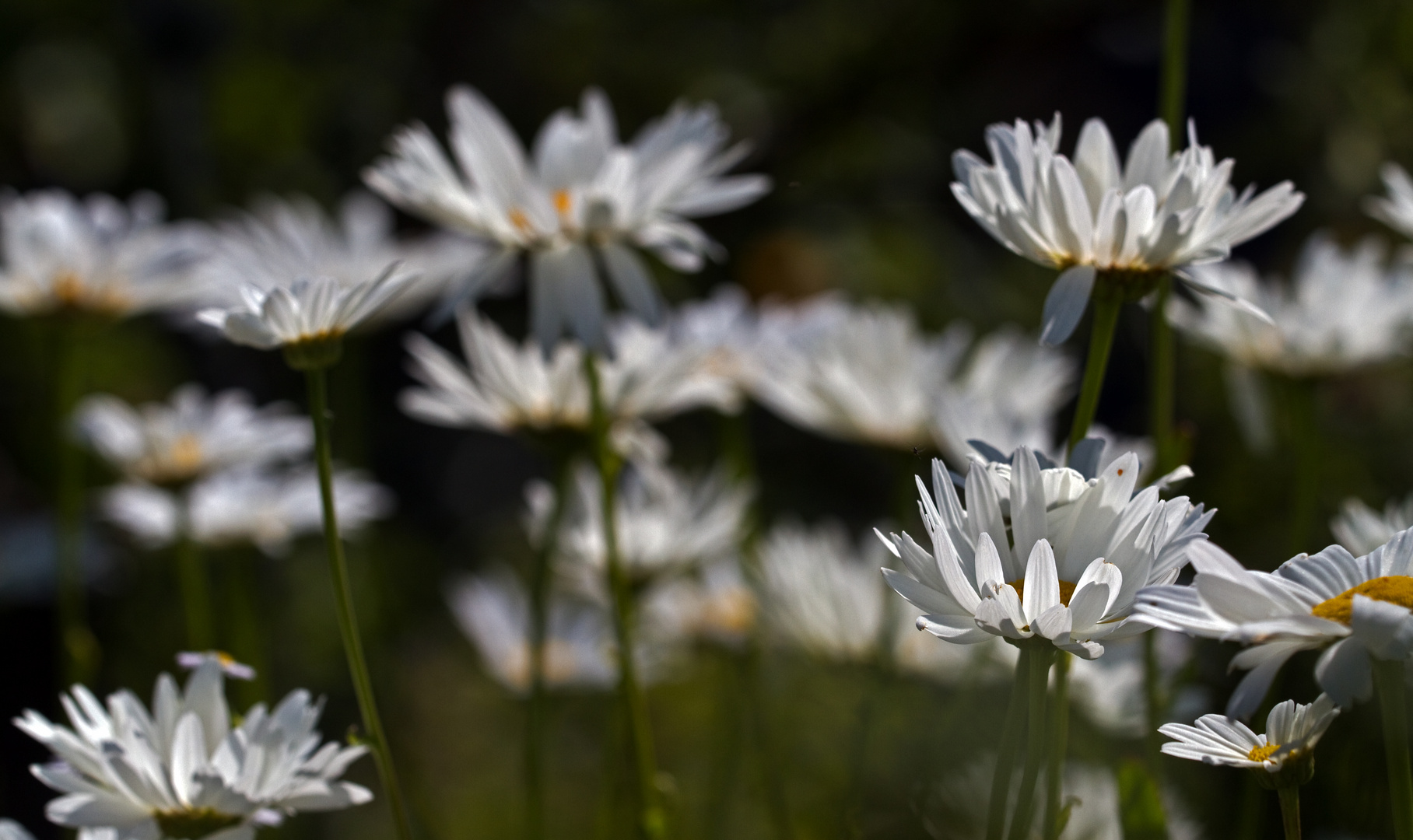 Margeriten Foto Bild Pflanzen Pilze Flechten Bluten Kleinpflanzen Wildpflanzen Bilder Auf Fotocommunity