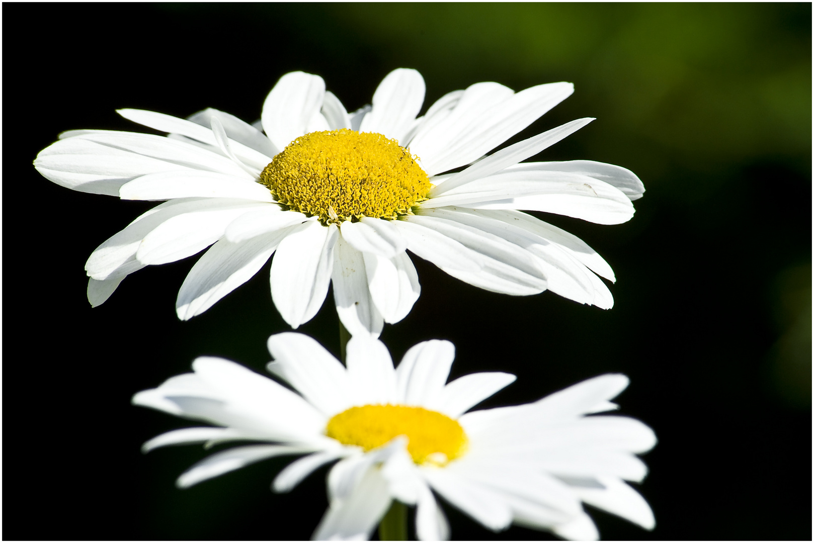 Margeriten Double