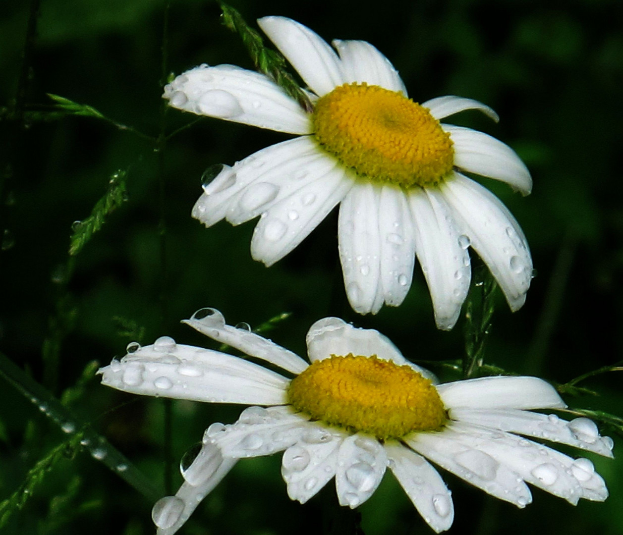 Margeriten-Duo