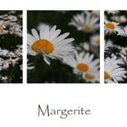 Margeriten...