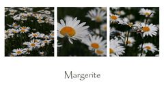 Margeriten...