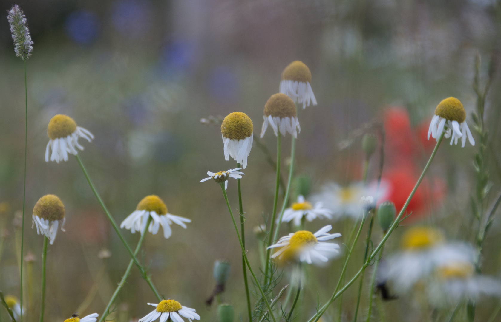 Margeriten