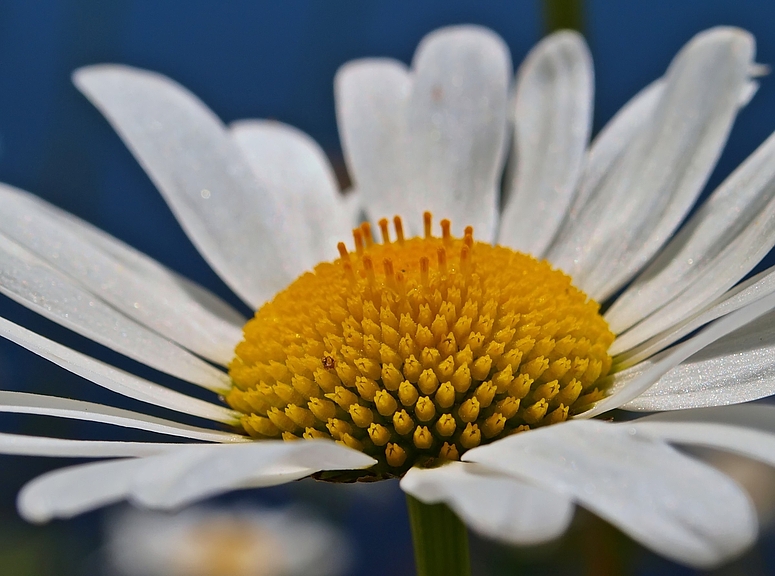 Margeriten-Einblick