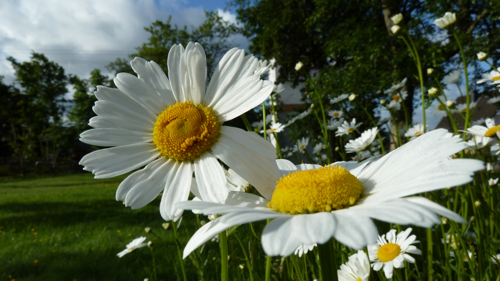 Margeriten