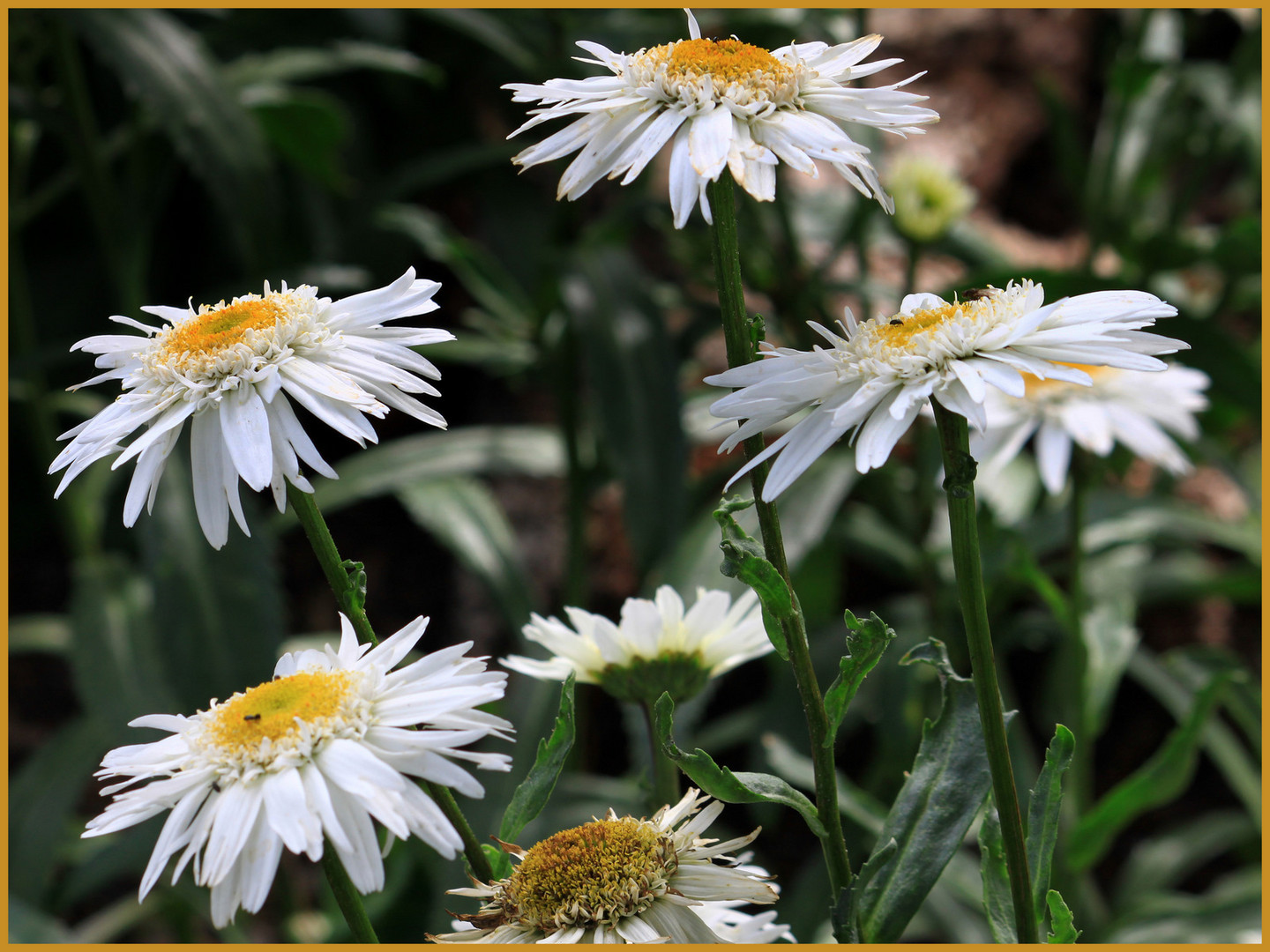 Margeriten gibt es auch in unserem Garten... Foto & Bild pflanzen