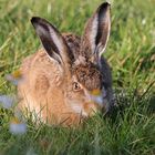 Margeriten-Hase