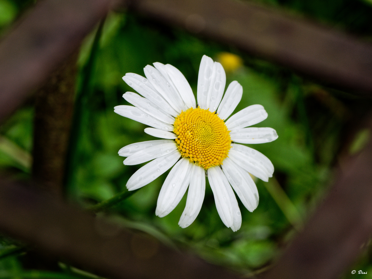 Margeriten I (Leucanthemum) im Rostrahmen