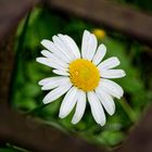 Margeriten I (Leucanthemum) im Rostrahmen