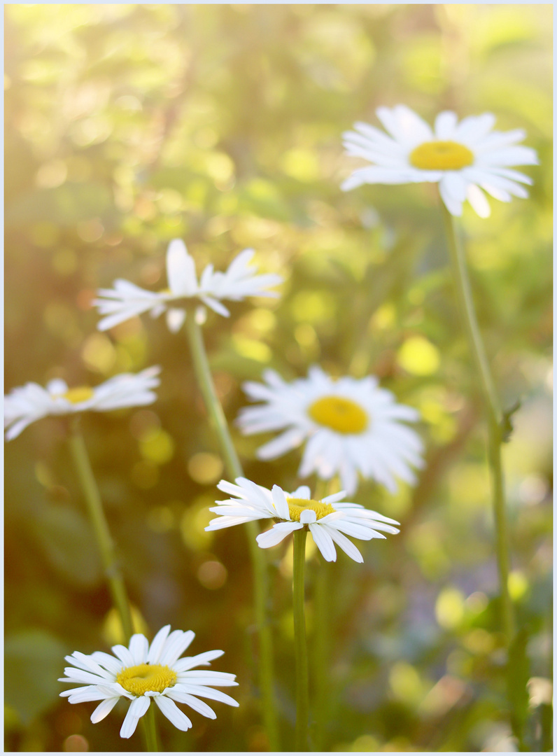 Margeriten im Abendlicht