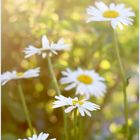 Margeriten im Abendlicht