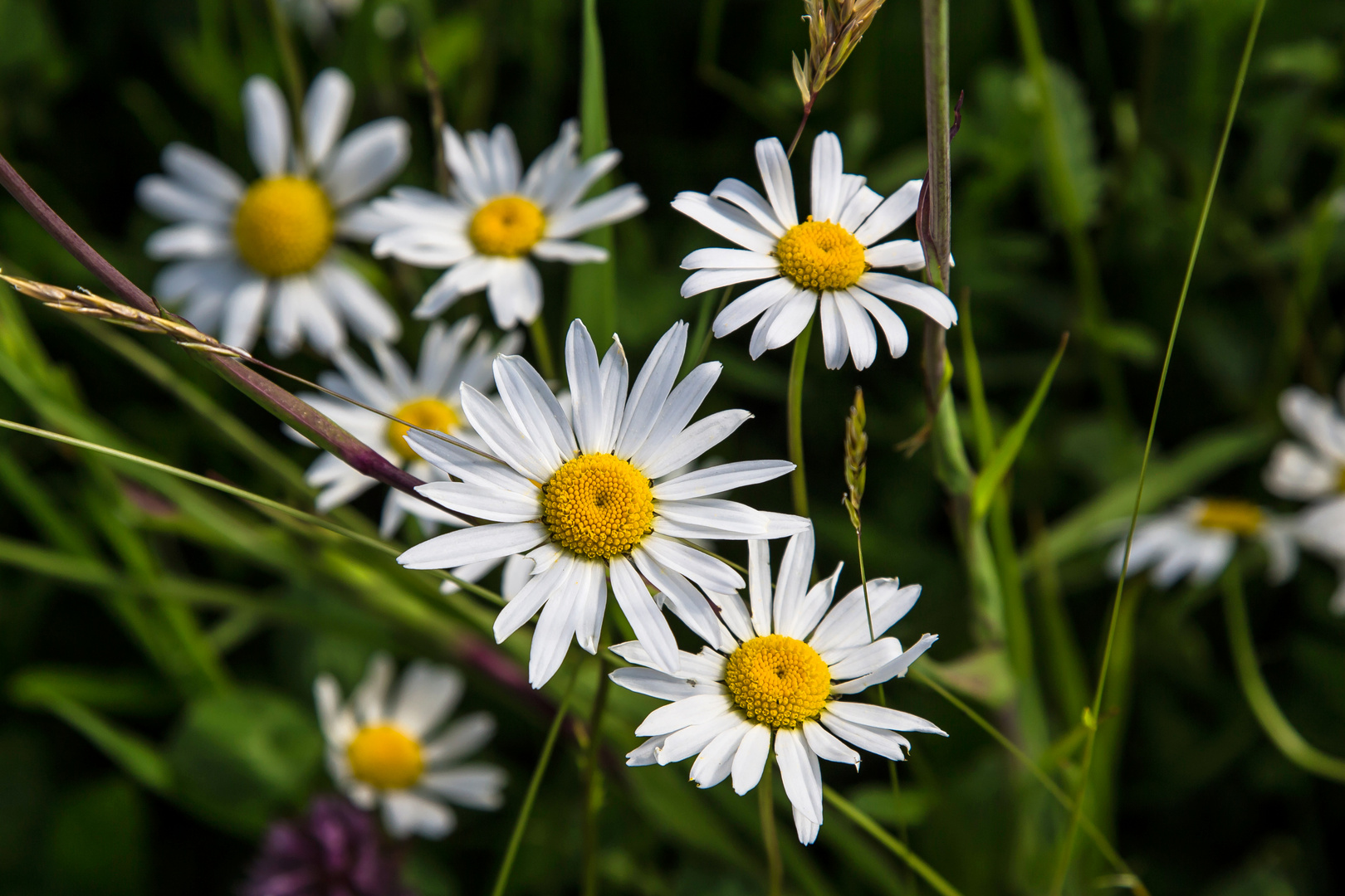 Margeriten im Feld Foto & Bild pflanzen, pilze & flechten, blüten