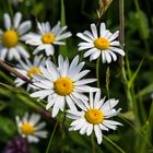 Margeriten im Feld