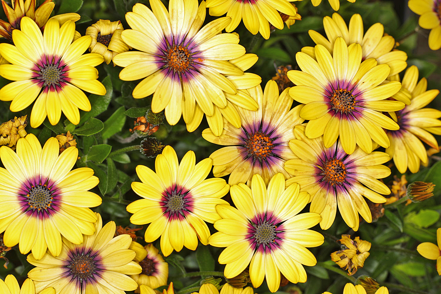 Margeriten im Garten