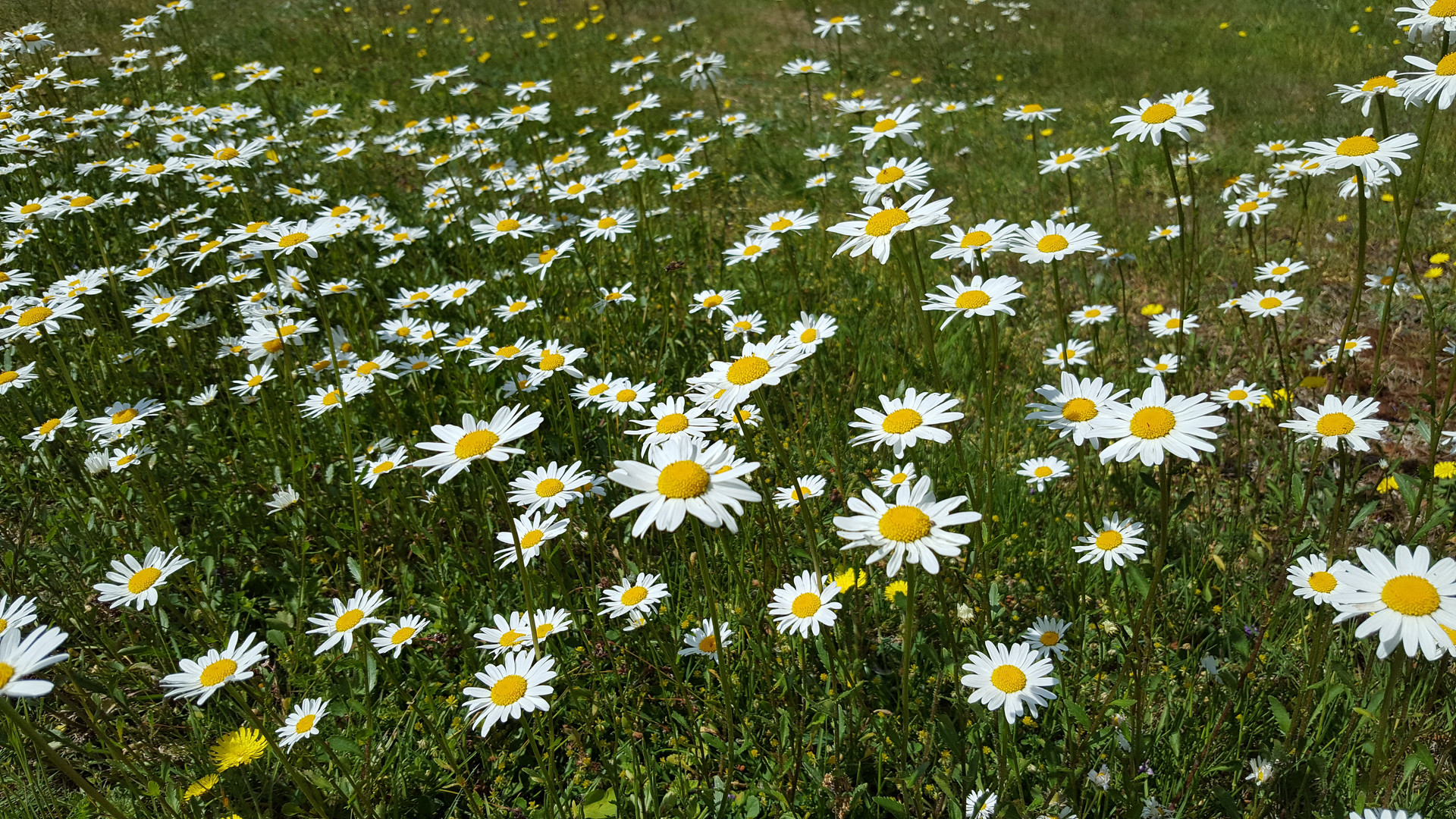 Margeriten im Garten Foto & Bild pflanzen, pilze & flechten, blüten