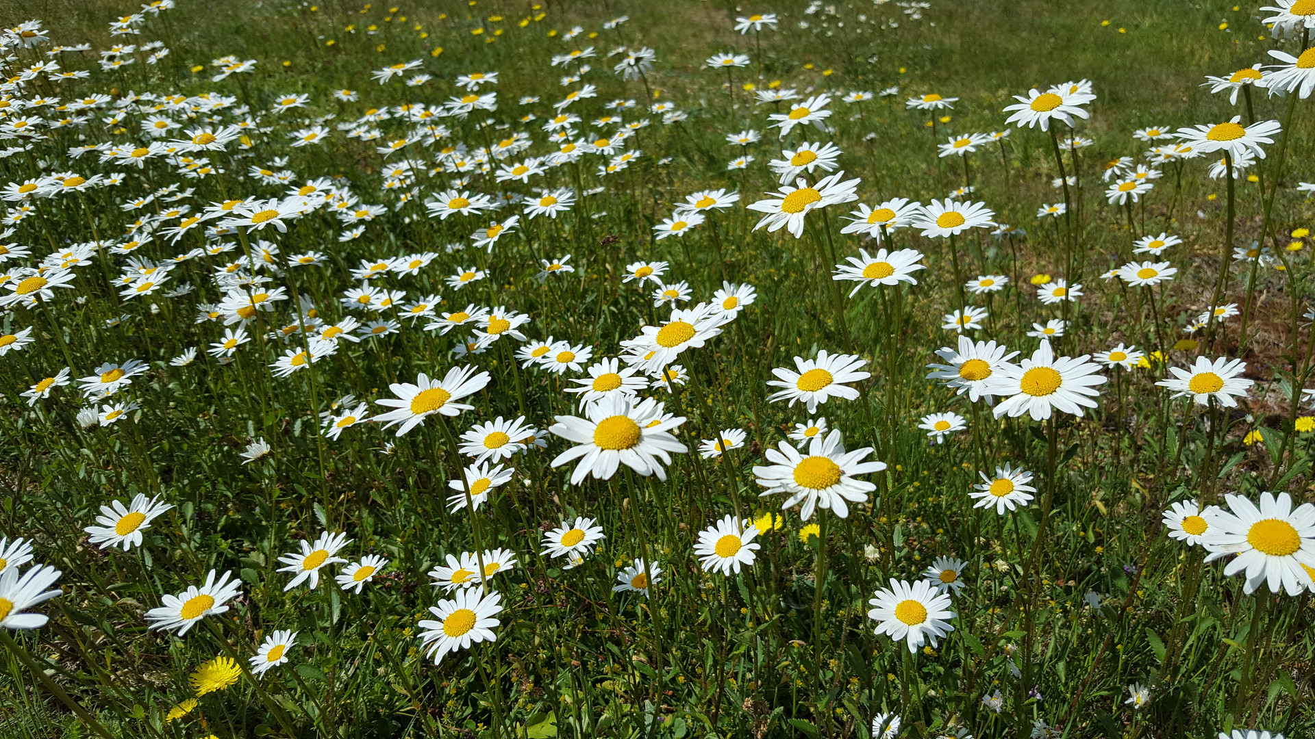 Margeriten im Garten