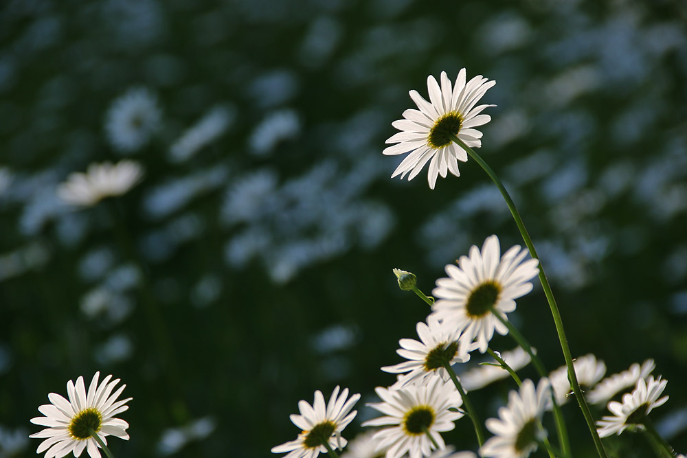 Margeriten im Gegenlicht