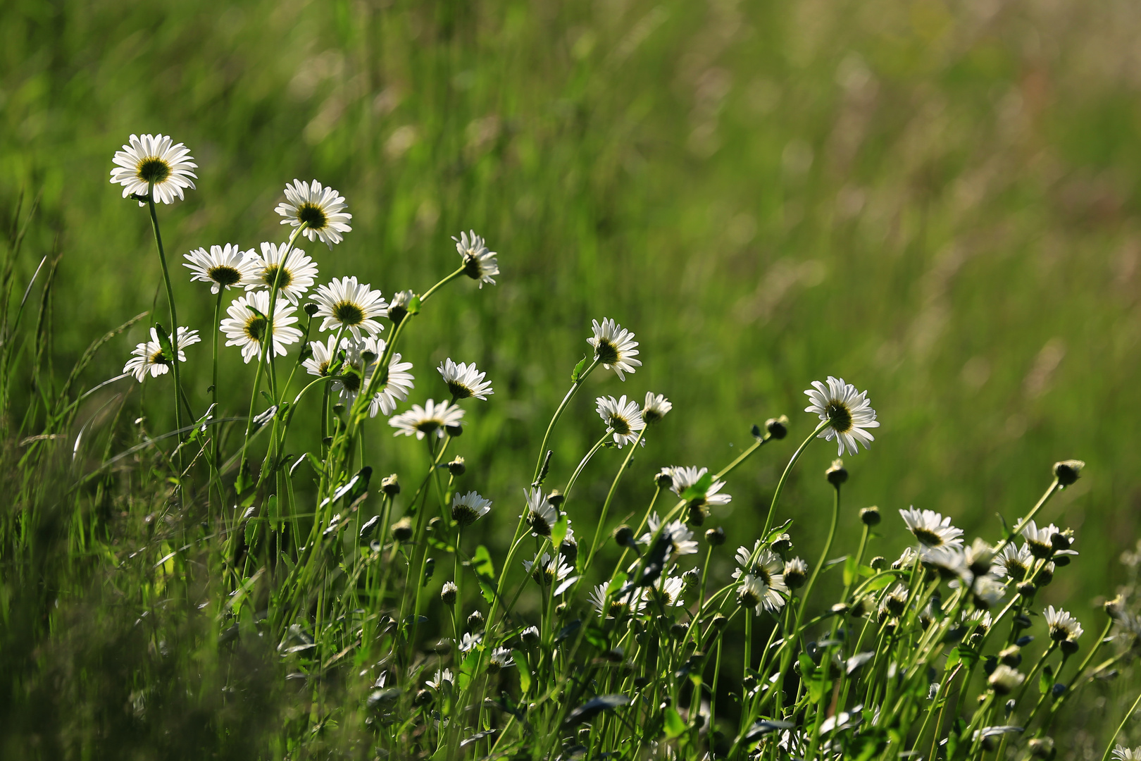 Margeriten im Gegenlicht