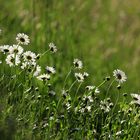 Margeriten im Gegenlicht