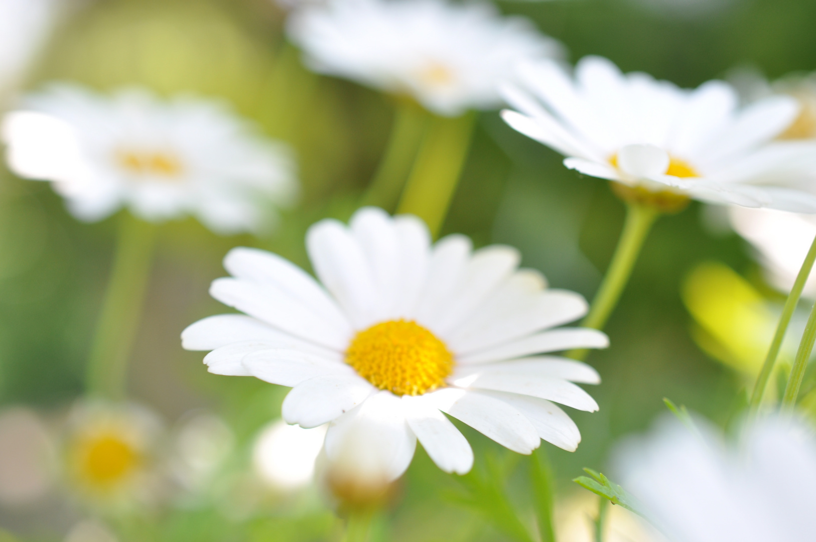 Margeriten im heimischen Garten