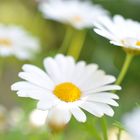 Margeriten im heimischen Garten