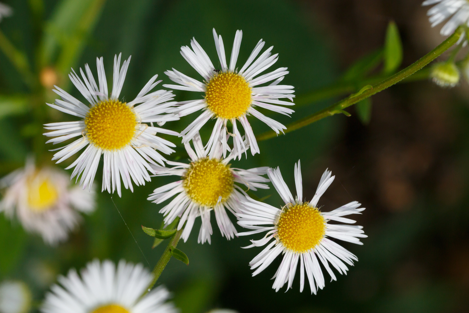 Margeriten im Herbst