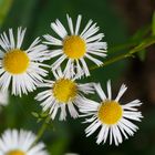 Margeriten im Herbst