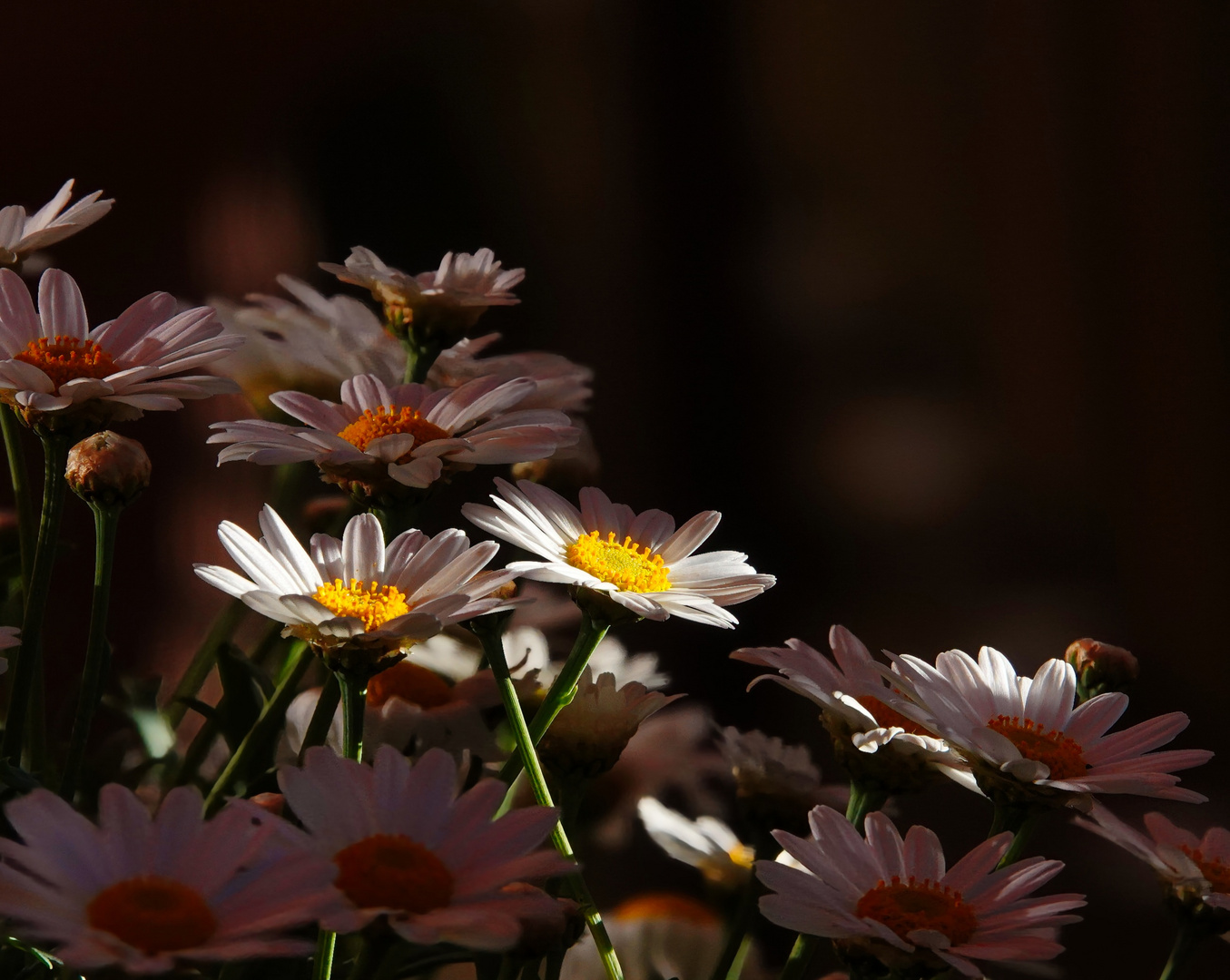 Margeriten im Licht 