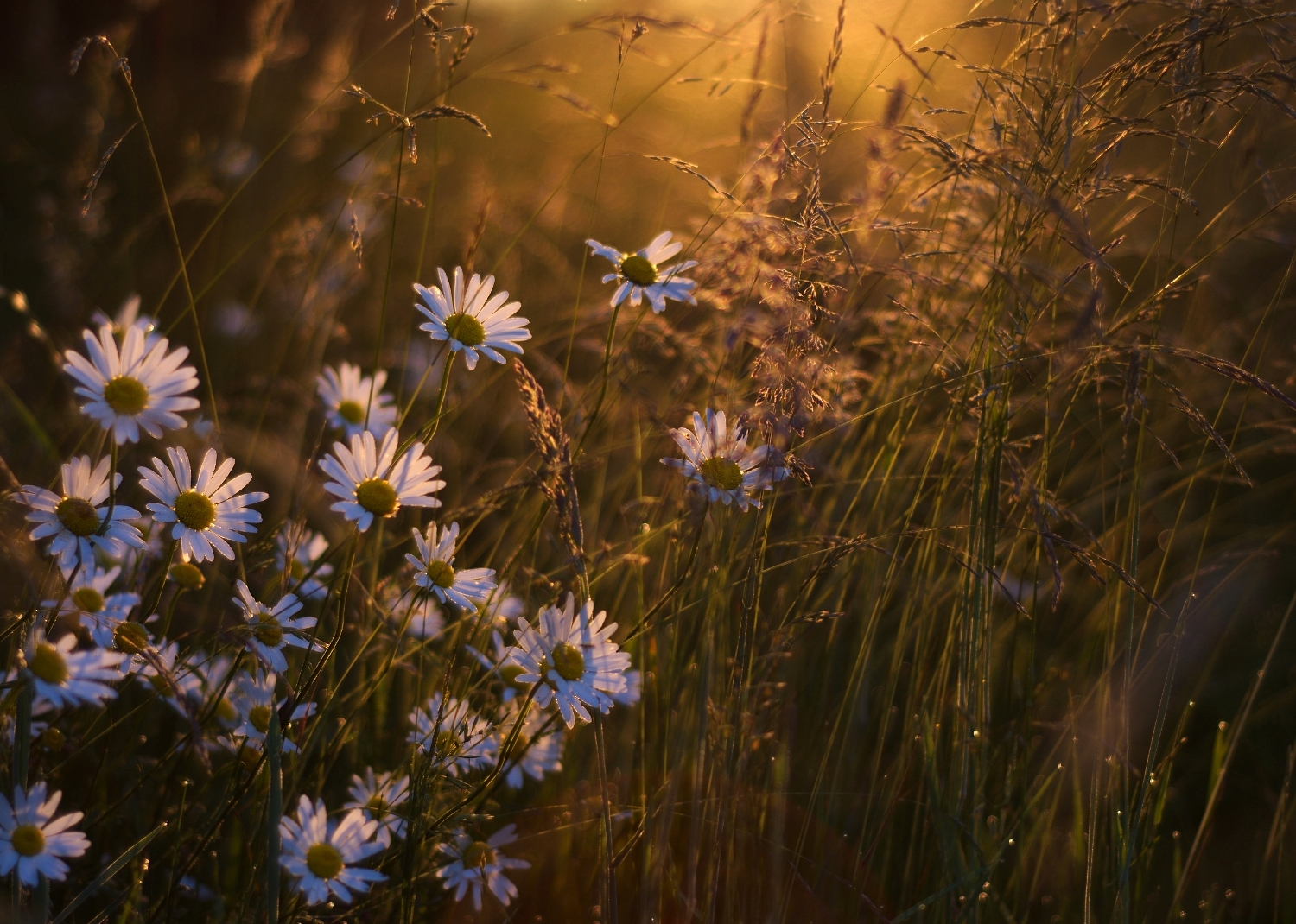 Margeriten im Morgenlicht