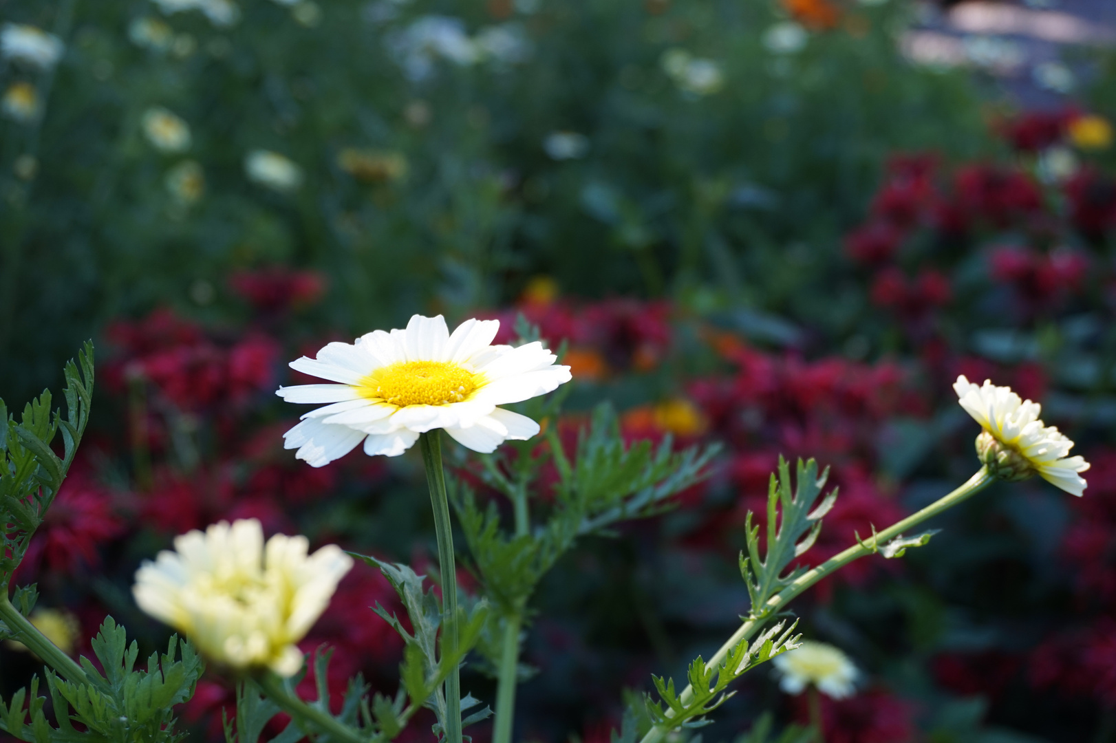Margeriten Im Skansen Stockholm Foto Bild Pflanzen Pilze Flechten Bluten Kleinpflanzen Flowers Bilder Auf Fotocommunity