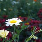 Margeriten im Skansen, Stockholm