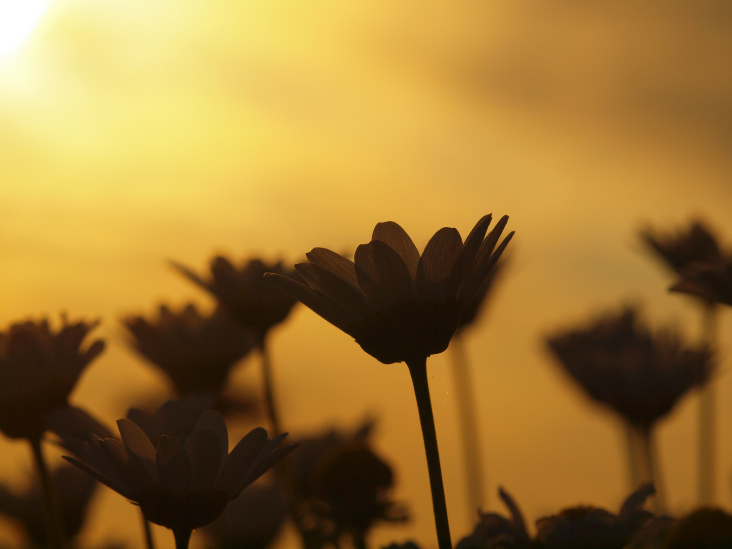 Margeriten im Sonnenuntergang