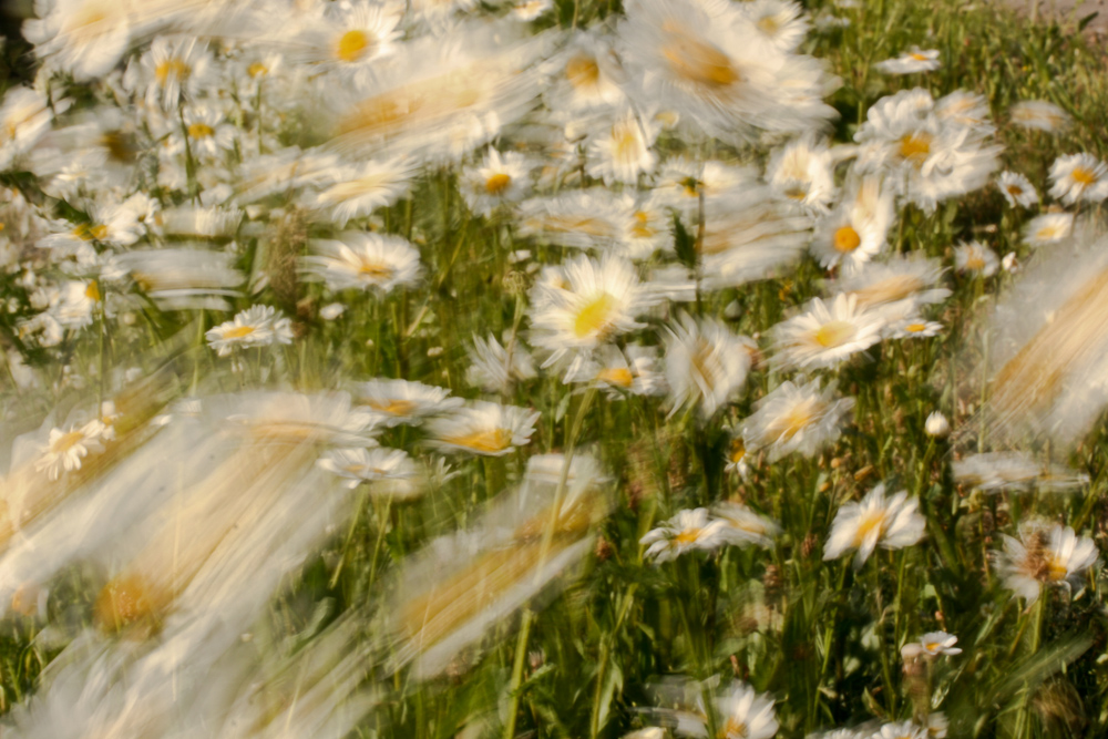 Margeriten im Wind...