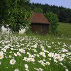 Margeriten im Wind