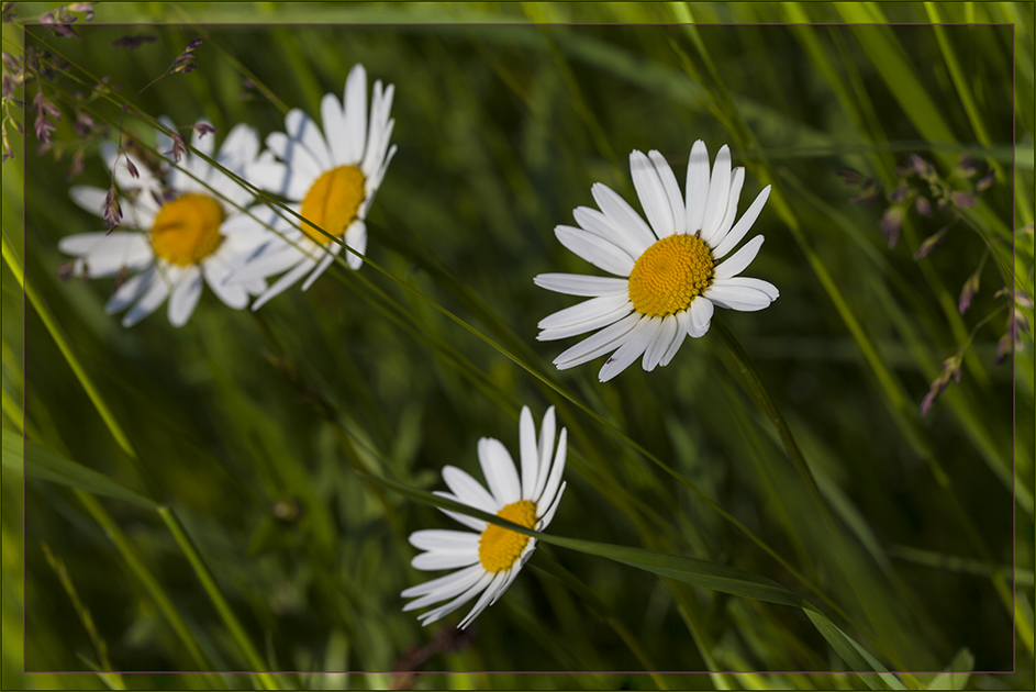 Margeriten im Wind.